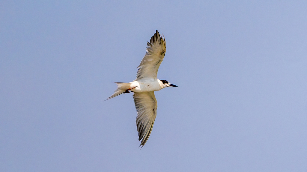Common Tern